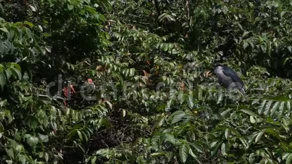 一只小鸟黑冠夜鹭在树上视频的预览图