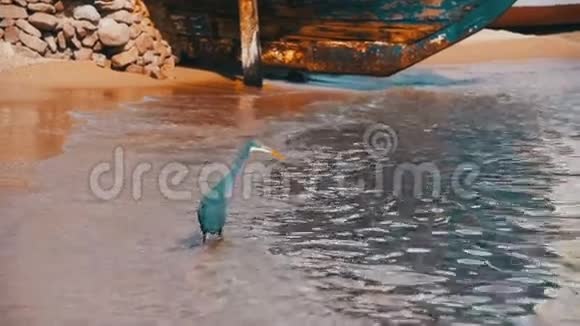 埃及红海海滩上的海礁猎鱼群慢动作视频的预览图