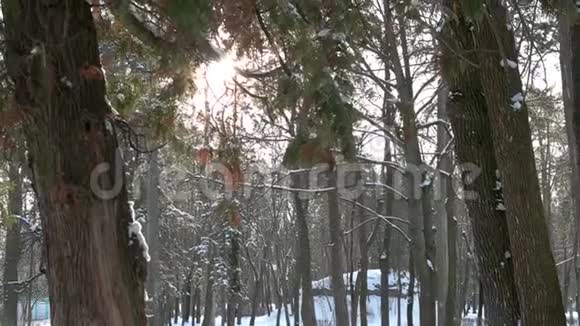 冬天松林视频的预览图