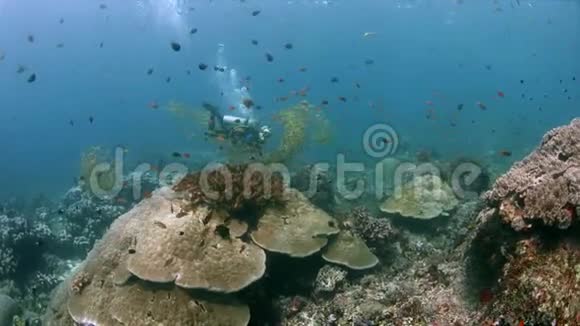 印度尼西亚RajaAmpat鱼类多样性4k视频的预览图