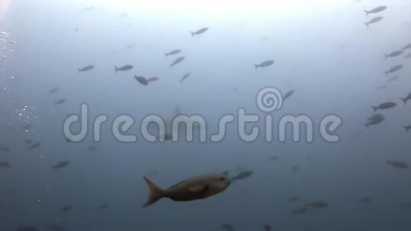 加拉帕戈斯鲨鱼惊人的捕食者水下寻找海底食物视频的预览图