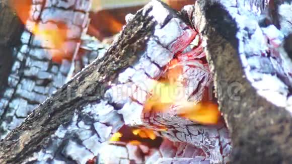火焰热树视频的预览图