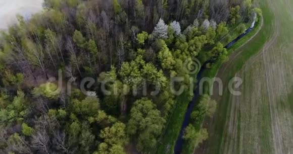 鸟瞰森林视频的预览图