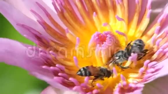 蜂用睡莲或荷花宏观特写视频的预览图