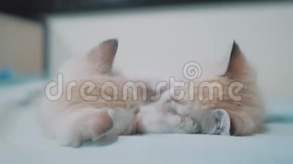 两只小白猫在床上玩打架的搞笑视频小猫生活方式小猫睡觉咬人视频的预览图