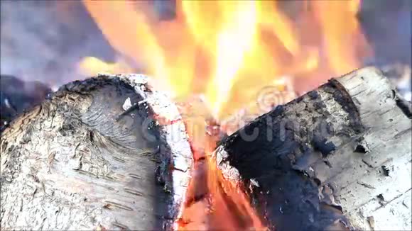 火烧桦木篝火视频的预览图