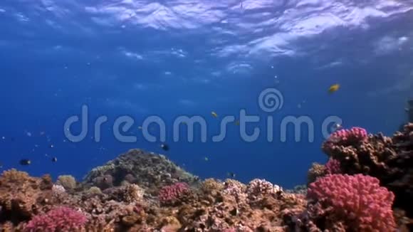 不同珊瑚背景下的亮鱼流派红海视频的预览图