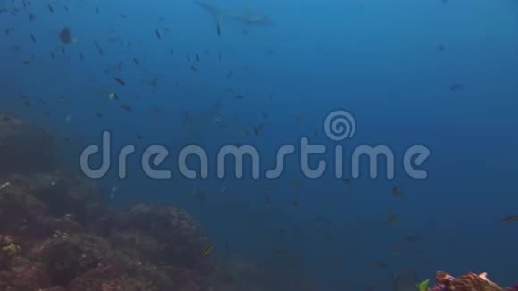 加拉帕戈斯鲨鱼惊人的捕食者水下寻找海底食物视频的预览图