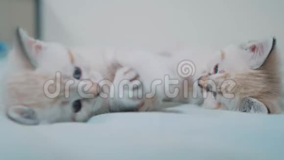 两只小白猫在床上玩打架的搞笑视频白色生活方式猫两只小猫睡觉咬人视频的预览图
