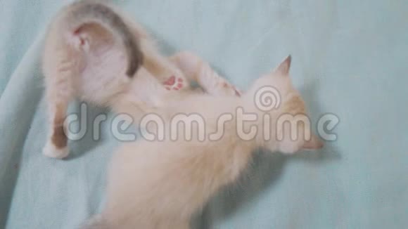 两只小白猫在床上玩打架的搞笑视频白猫两只小猫睡觉咬生活方式视频的预览图