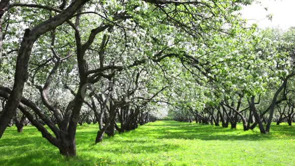 盛开的苹果树花园视频的预览图