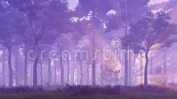 雾蒙蒙的松林4K的日落光线视频的预览图