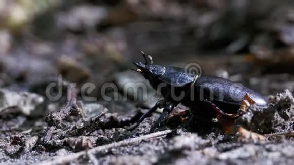 甲虫鹿在地上爬行视频的预览图