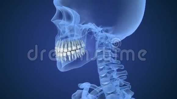 透明的头骨和牙齿x射线视图视频的预览图