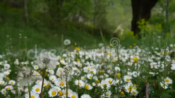 绿草上盛开的花朵雏菊视频的预览图