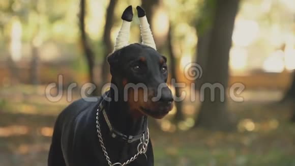 公园里的狗种杜宾视频的预览图