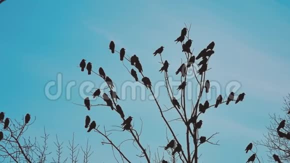 鸟雀的秋天叫蓝天从树上起飞一群乌鸦黑鸟干树生活方式鸟类视频的预览图