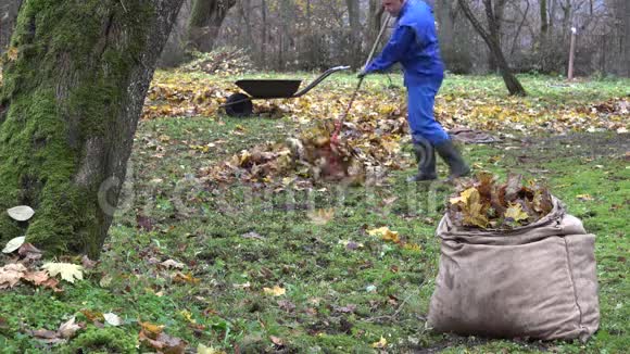 男子园丁在秋天用耙子在后院工作4K视频的预览图