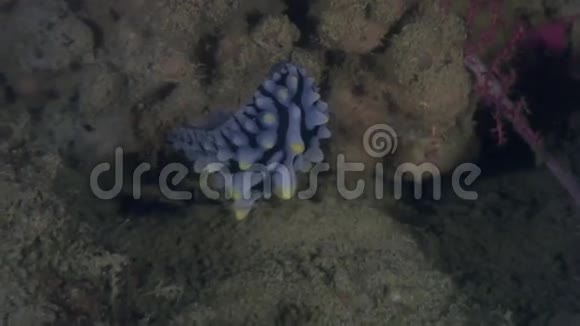 菲律宾野生动物海洋中的鱼在水下拍打视频的预览图