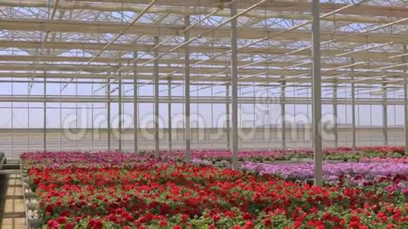 大型现代化温室的全景明亮的大温室有透明的屋顶和盛开的花朵视频的预览图