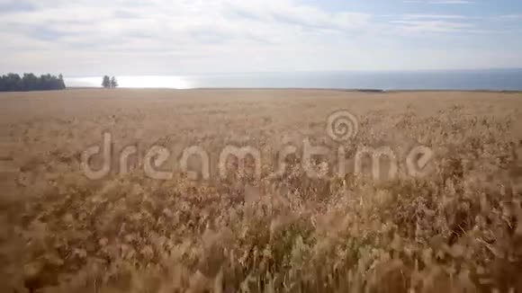空中黄色的麦田蓝色的大海夏日的早晨视频的预览图