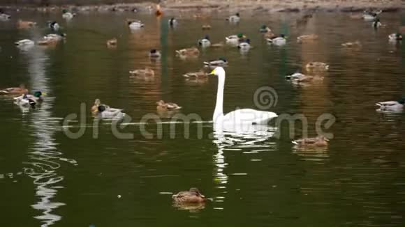 池塘上的野生水禽视频的预览图