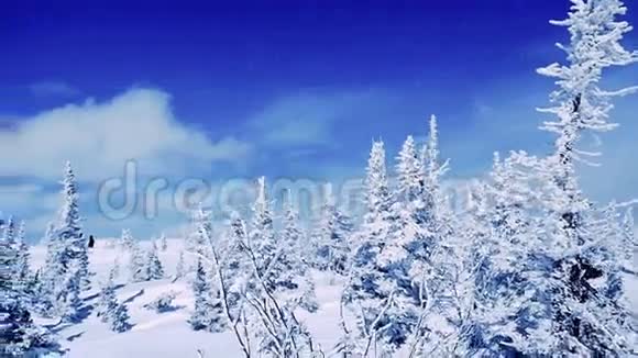 冬天的树木在山上覆盖着新鲜的雪缓慢地运动1920x1080视频的预览图