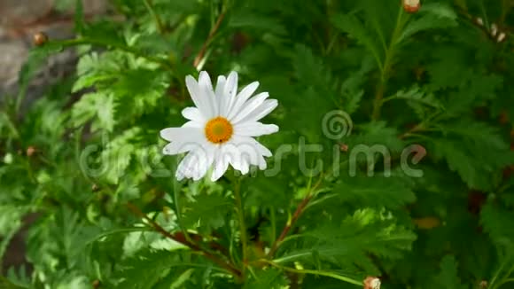 绿草上盛开的花朵雏菊视频的预览图