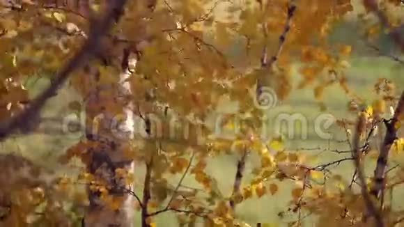 带黄色叶子的树枝秋天的概念视频的预览图