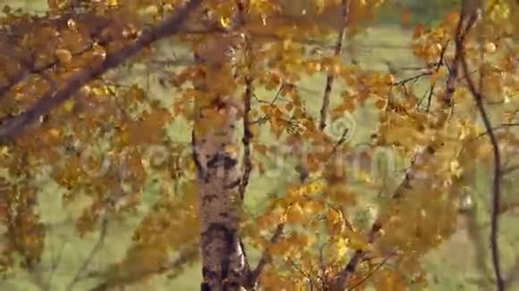 带黄色叶子的树枝秋天的概念视频的预览图