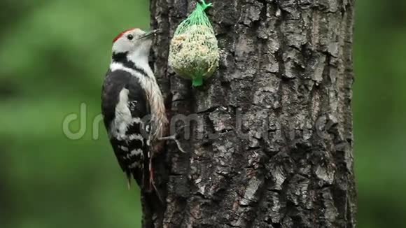 春山森林中的斑点啄木鸟视频的预览图