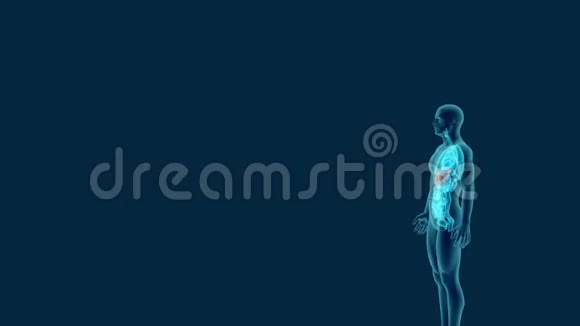 人体肝脏消化器官三维动画三维解剖视频的预览图