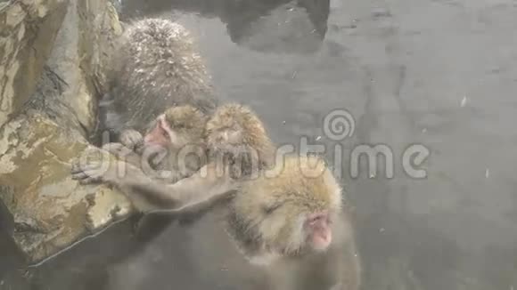 一群雪猴在一个自然的温泉里放松吉高丹尼长野日本视频的预览图