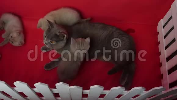 猫给她的新生小猫喂食红色背景视频的预览图