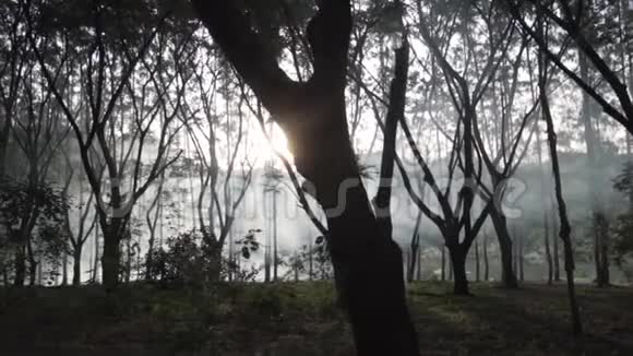 有雾的美丽森林视频的预览图