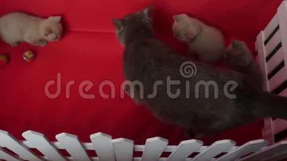 猫给她的新生小猫喂食红色背景视频的预览图