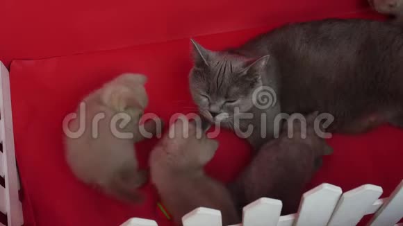 猫给她的新生小猫喂食红色背景视频的预览图