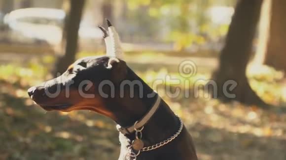公园里的狗种杜宾视频的预览图