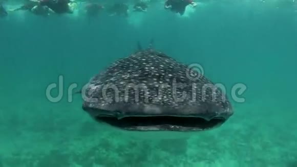 鲸鲨海水下寻找食物在海底马尔代夫视频的预览图