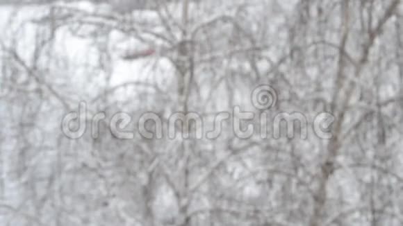 雪落在无叶桦树的背景上视频的预览图