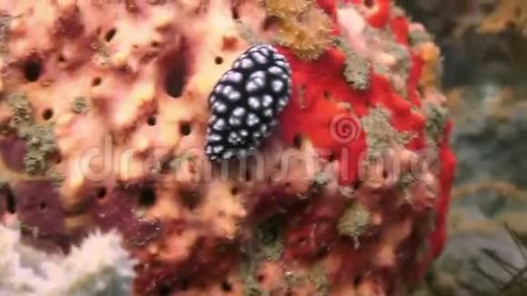 菲律宾野生动物海洋中的鱼在水下拍打视频的预览图