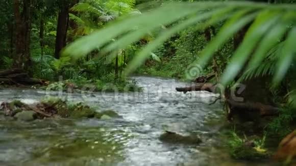 一张丛林河的照片视频的预览图