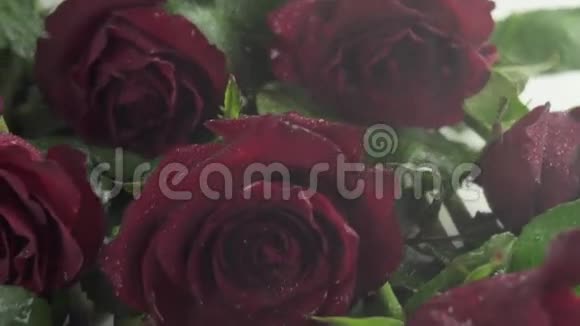 红玫瑰背景下的雨水与水滴慢动作股票录像视频的预览图