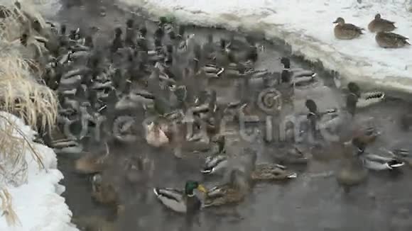 冬天在小溪里喂鸭子和鸭子视频的预览图