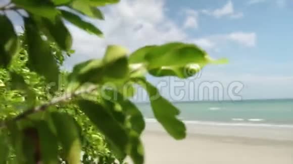 一片海岸和树叶视频的预览图