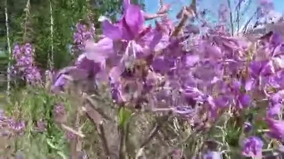 蜜蜂从火草中收集花蜜和花粉视频的预览图