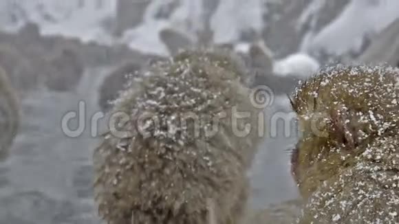 一群雪猴在一个自然的温泉里放松吉高丹尼长野日本视频的预览图