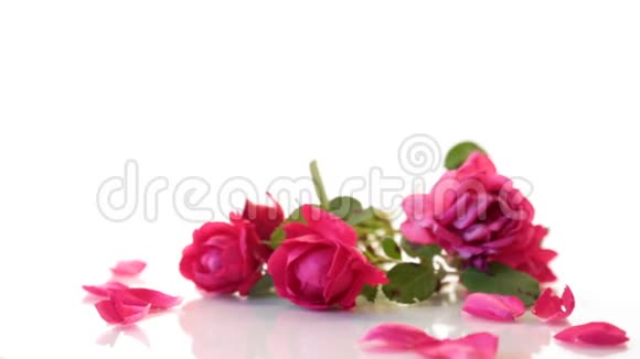 一束美丽的红玫瑰点缀在白色的玫瑰上视频的预览图