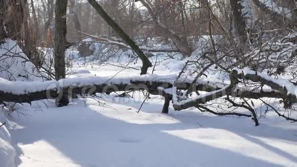 森林冻结的自然溪流在雪顶的树木景观视频的预览图