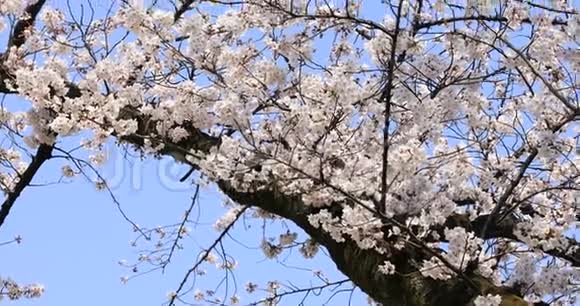东京手持设备的KoishikawaKourakuen公园樱花视频的预览图